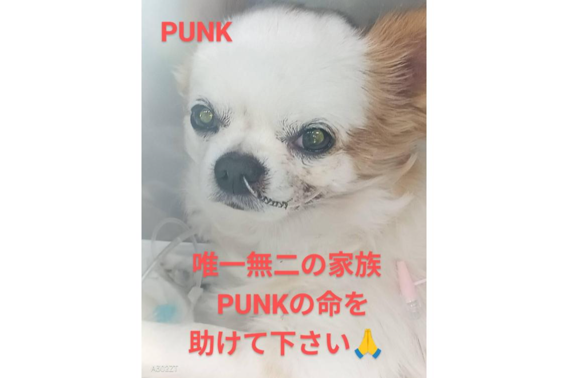 唯一無二の家族である愛犬PUNKの僧帽弁閉鎖不全手術費用のご支援を