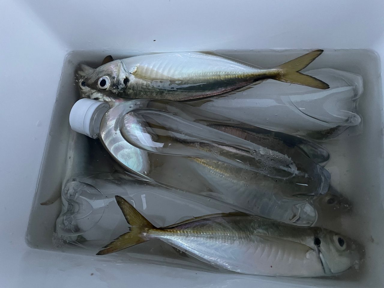 AbuGarcia ソルティーステージ プロトタイプ アジング XAJS-632ULT-ST