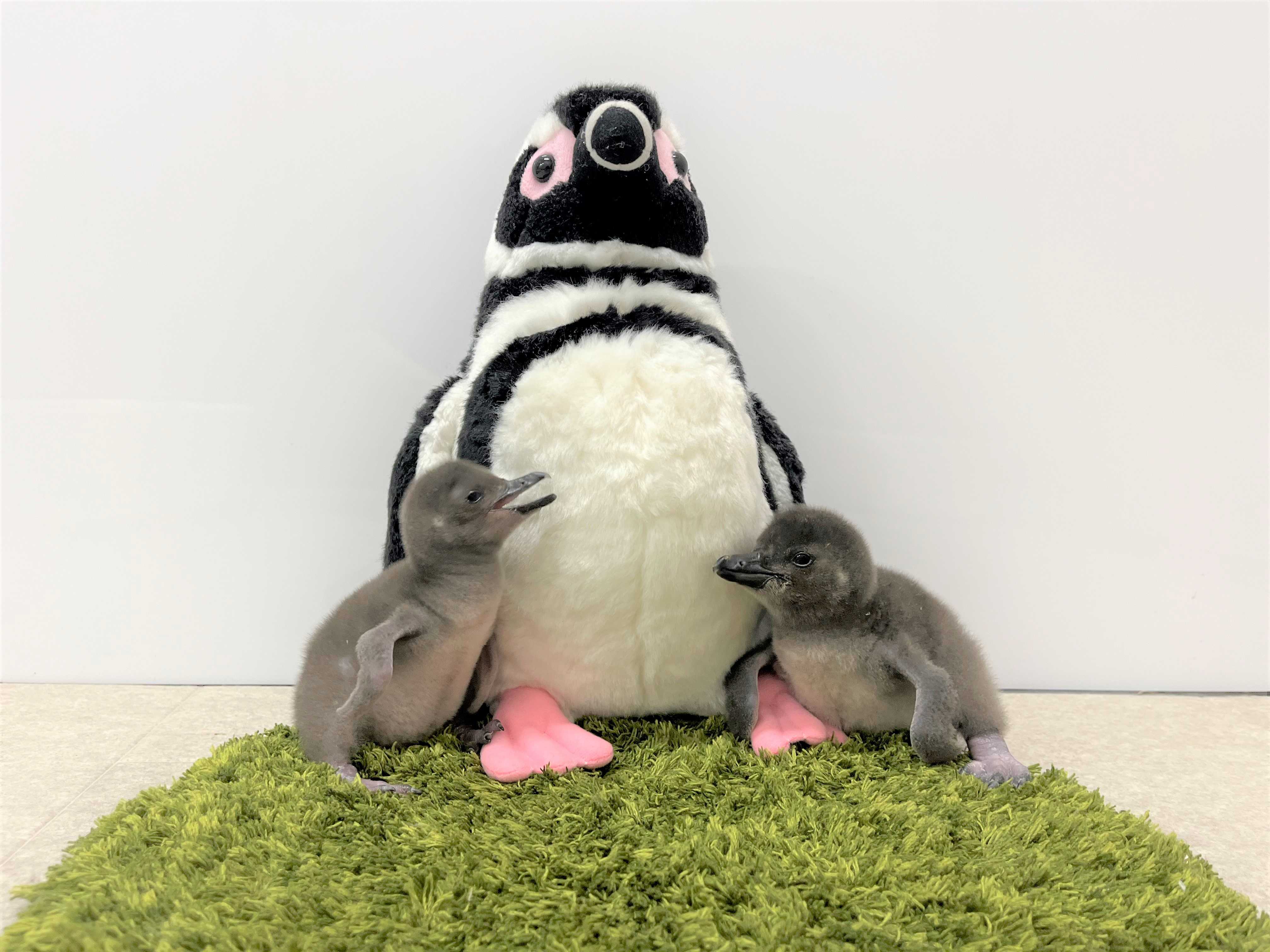 すみだ水族館】2年ぶりにペンギンの赤ちゃんが仲間入りマゼラン