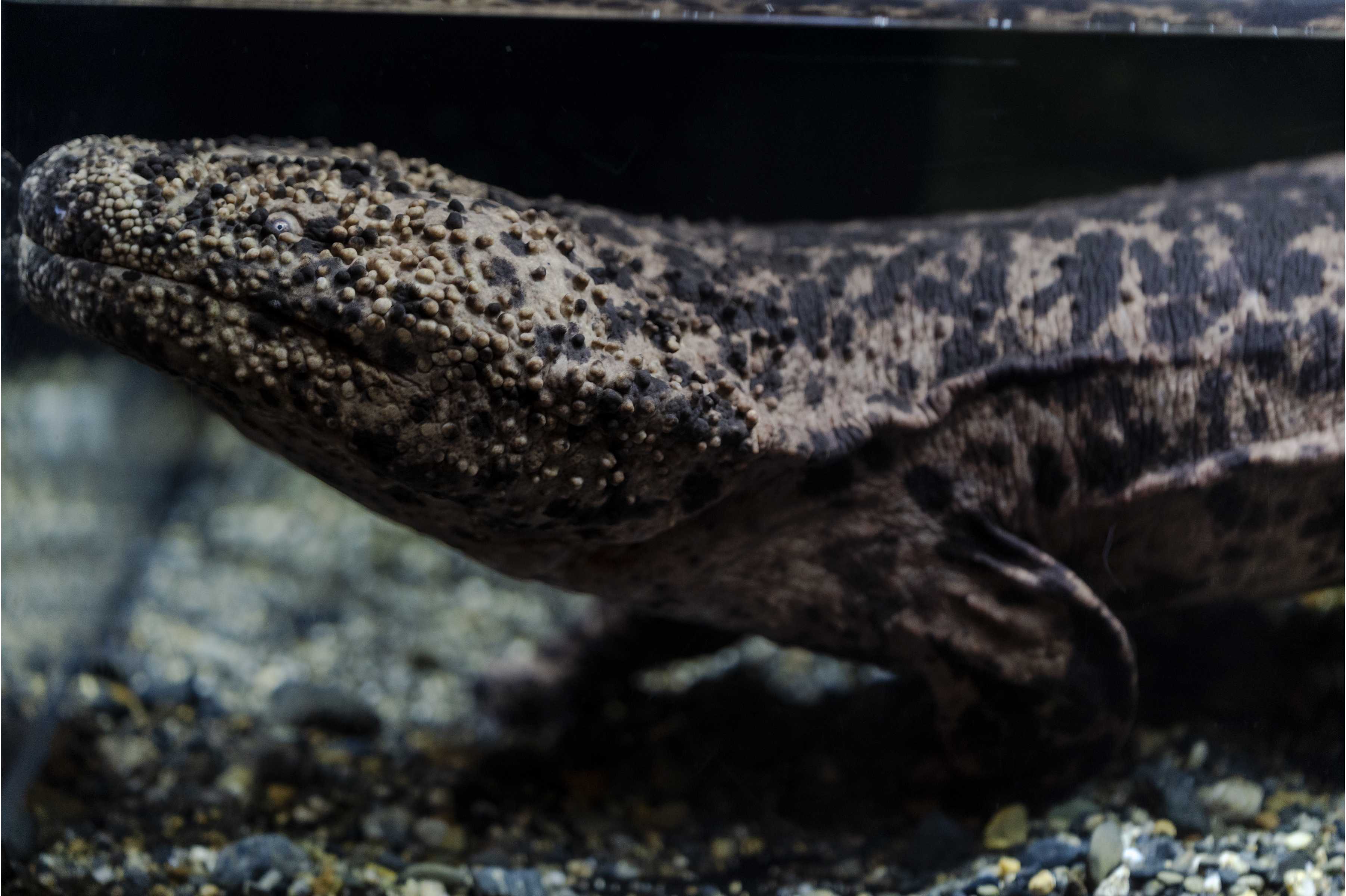 京都水族館】オオサンショウウオの息継ぎを“8時間”徹底調査!「9月9日は