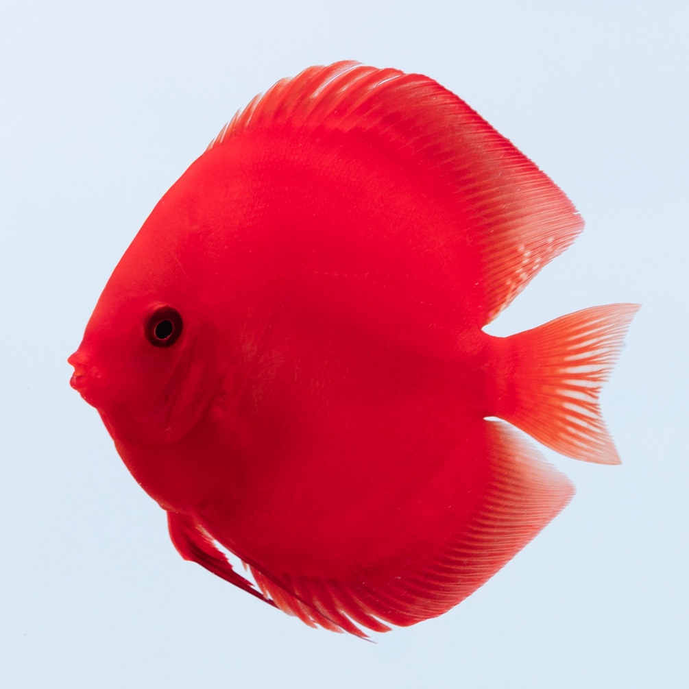 現地セレクトディスカス | Disc&Disk 通販