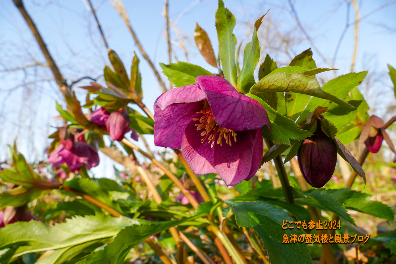 クリスマスローズの花は下を向く。撮り方は至難の業、天神山ガーデン
