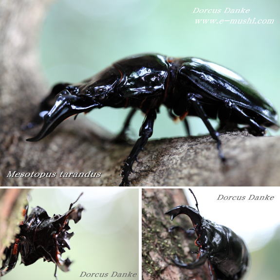 タランドゥスオオツヤクワガタ｜ドルクスダンケ