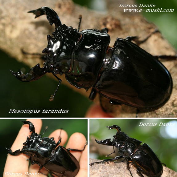 タランドゥスオオツヤクワガタ｜ドルクスダンケ