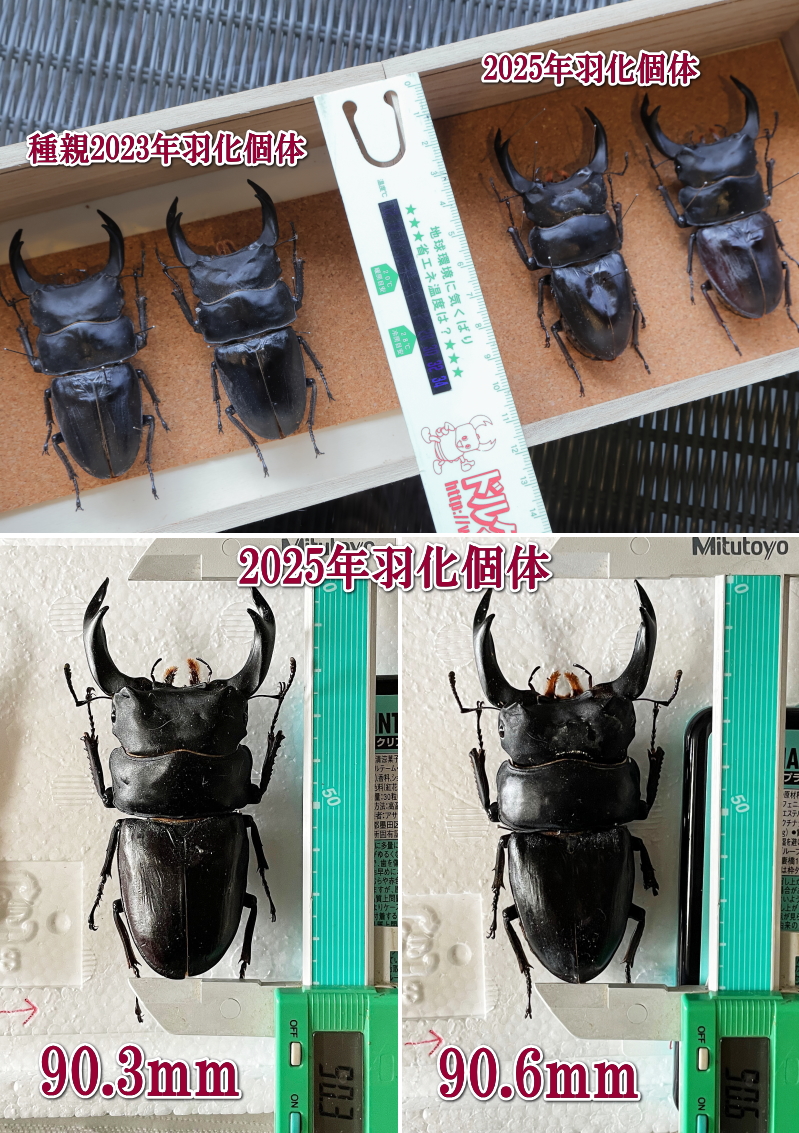 超大型筑紫KSR系統オオクワガタ成虫｜ドルクスダンケ