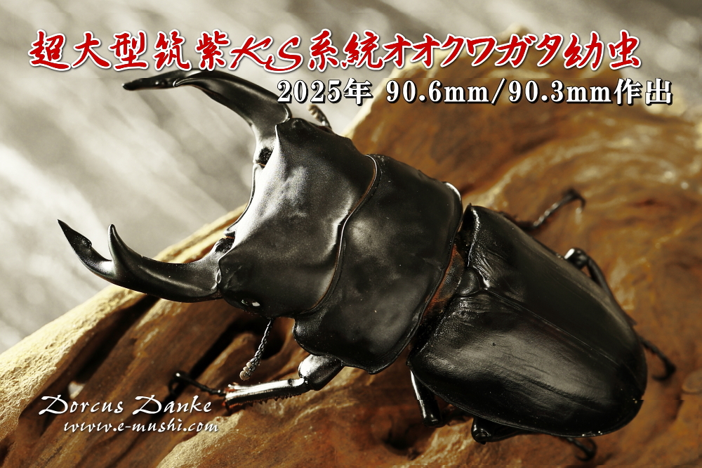 超大型筑紫KS系統オオクワガタ幼虫｜ドルクスダンケ
