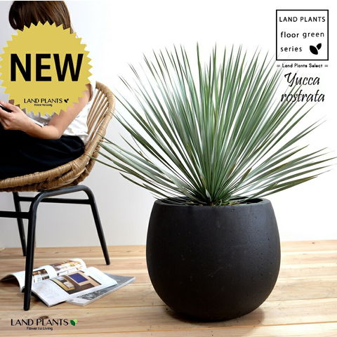 dショッピング |ユッカ（ロストラータ） 10号 ぽってり スタイリッシュ