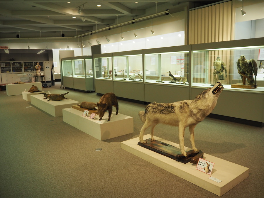 知れば知るほど面白い！奥深い標本の世界✨ | RadiChubu-ラジチューブ-