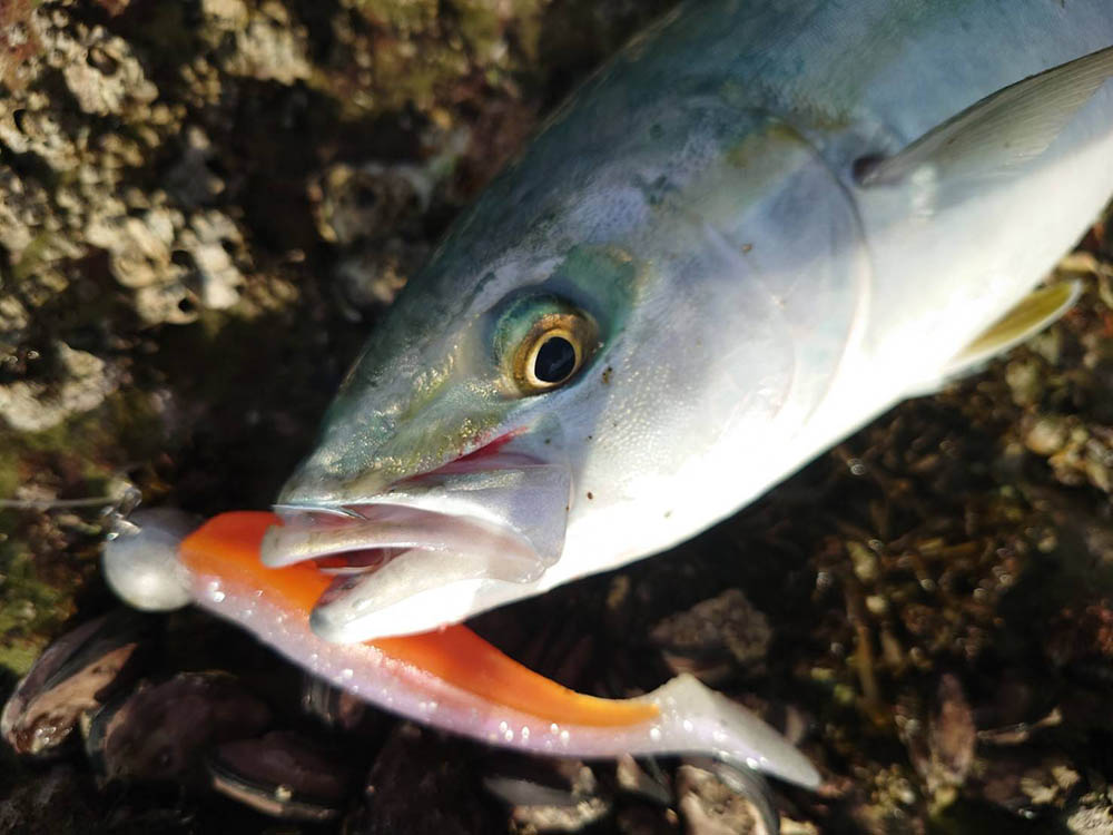 ドリームコンスリー810HRAでヤズゲーム（進藤慧） – DreemUp