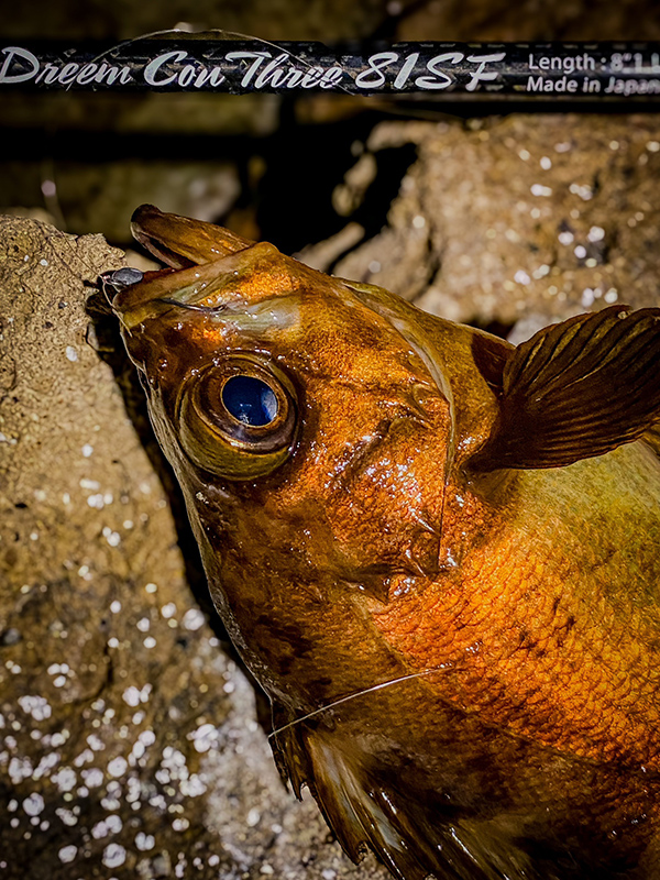 沖の海中を可視化するロッド。フロート特化モデル～ドリームコンスリー