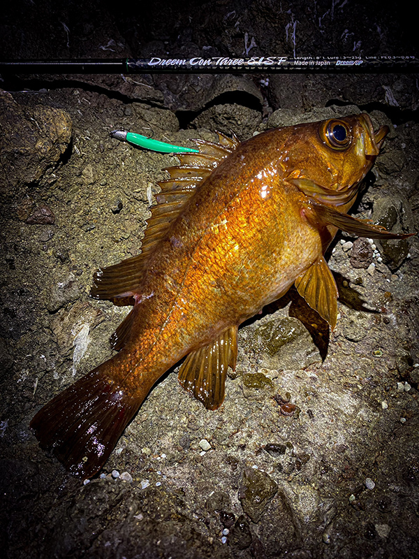 沖の海中を可視化するロッド。フロート特化モデル～ドリームコンスリー