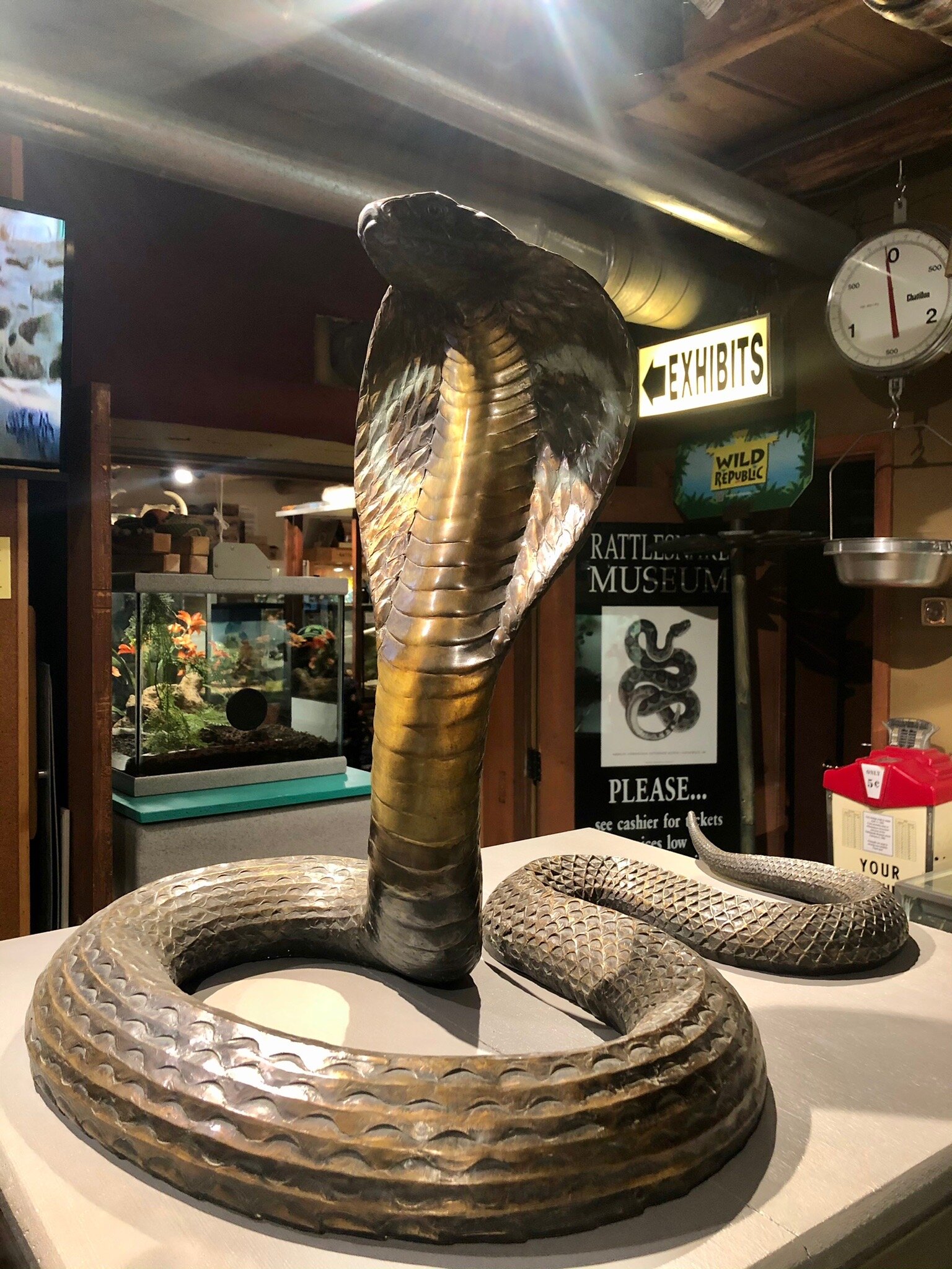2026年 American International Rattlesnake Museum - 出発前に知って