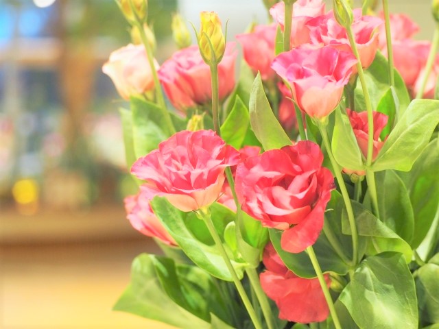 高単価なトルコギキョウ、栽培のメリットと注意点を解説 ｜ コラム