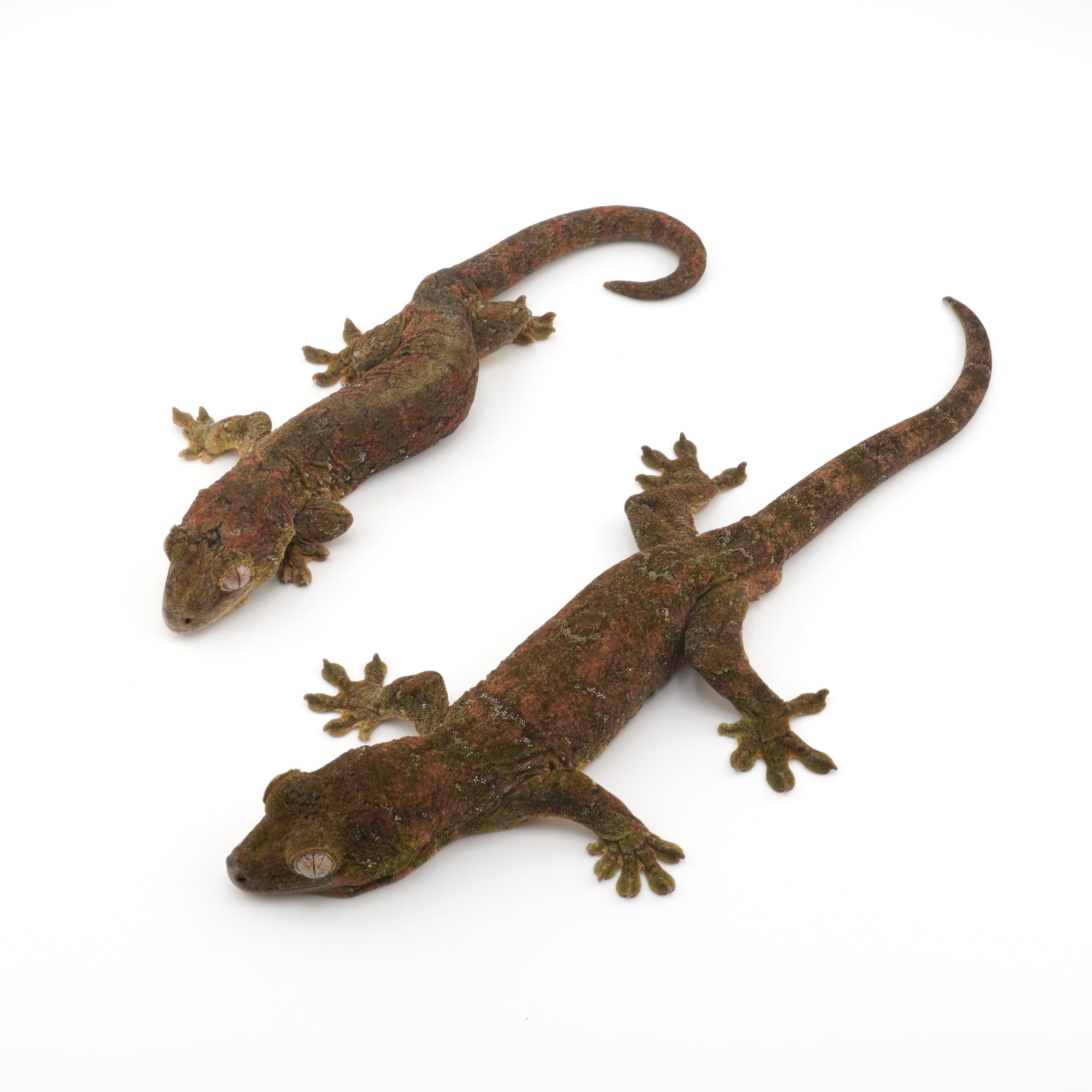 店頭リスト - その他爬虫類 - USSI_OSAKA