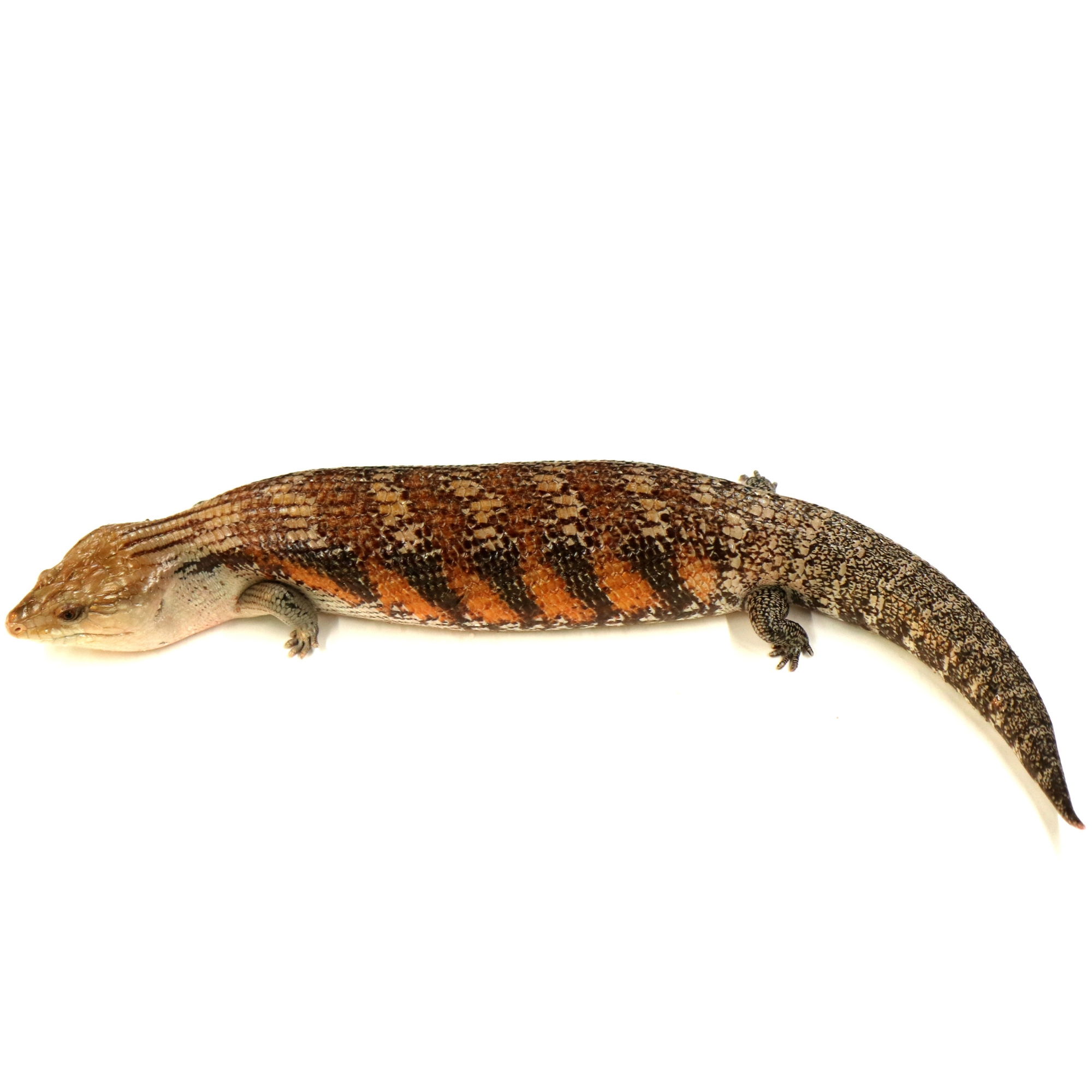 取り寄せリスト - その他爬虫類 - USSI_OSAKA