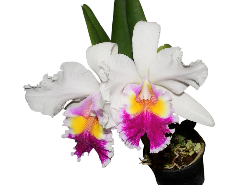 Cattleya Andean Colors - Self-Pollinated Orchid Variety