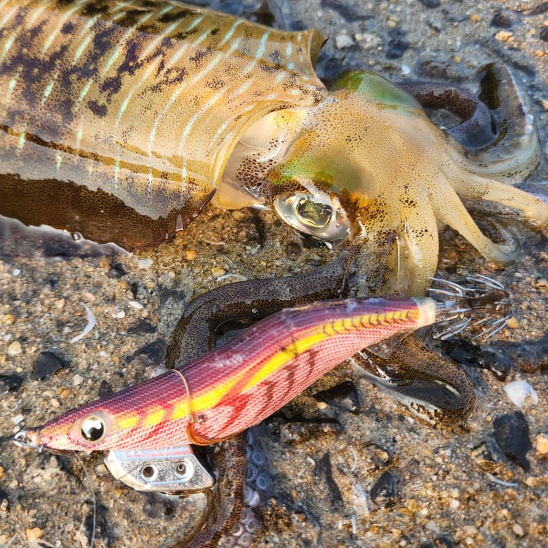 エギ王 K Fans Selection | ヤマシタとマリアが運営する「エギング専門