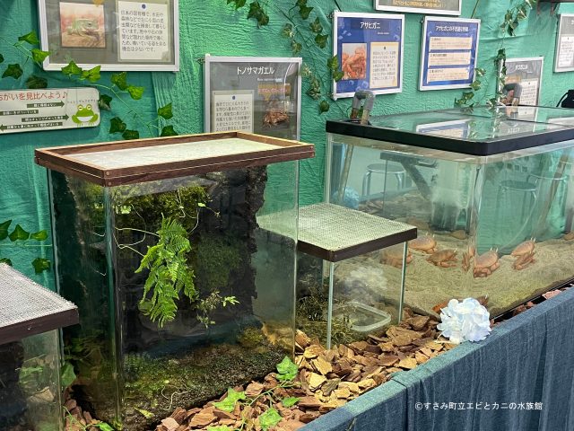 樹上性カエルのためのテラリウム（パルダリウム） 作り方 | すさみ町立