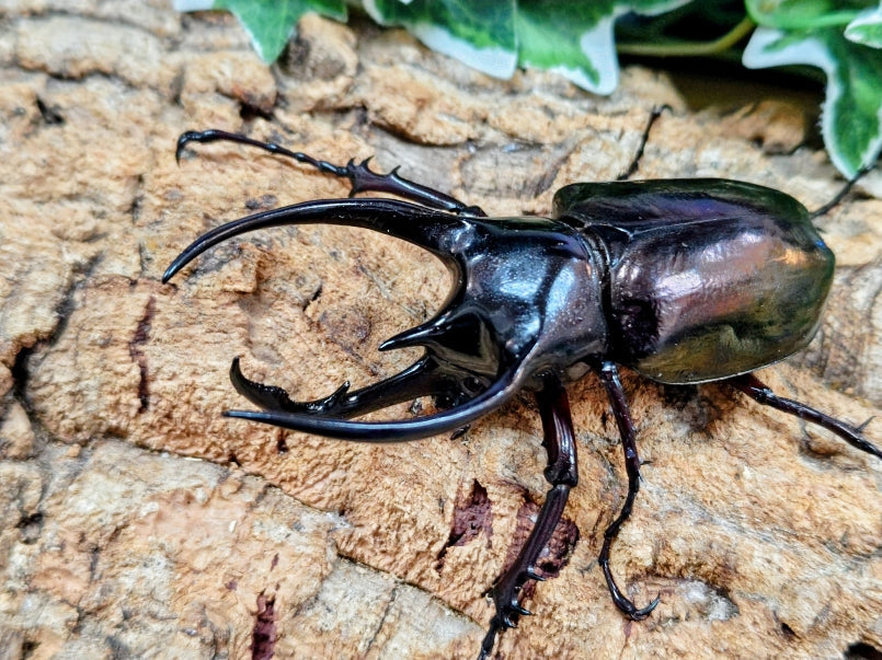 国産外国産カブトムシ・クワガタムシ等昆虫専門店カラーズ