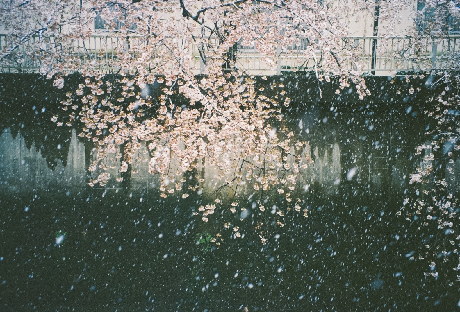 作例レビュー】Canon Autoboy S Ⅱ｜キヤノンのフィルムカメラ