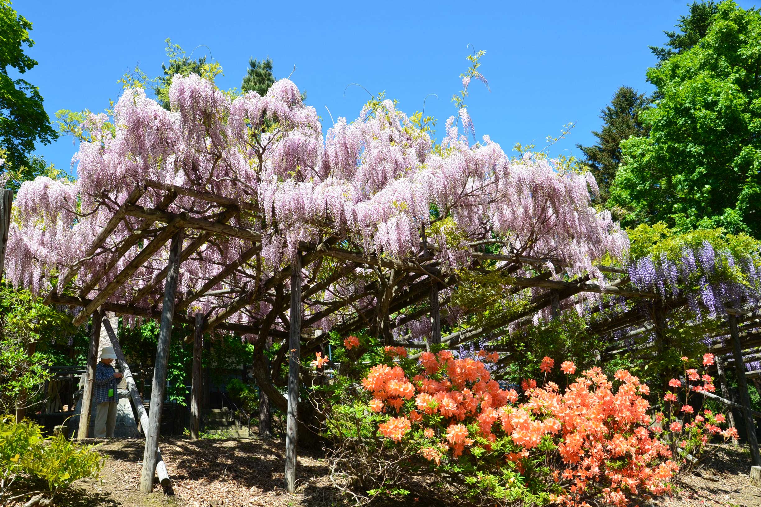 まるせっぷ藤園 | 観光・遊び | 遠軽町