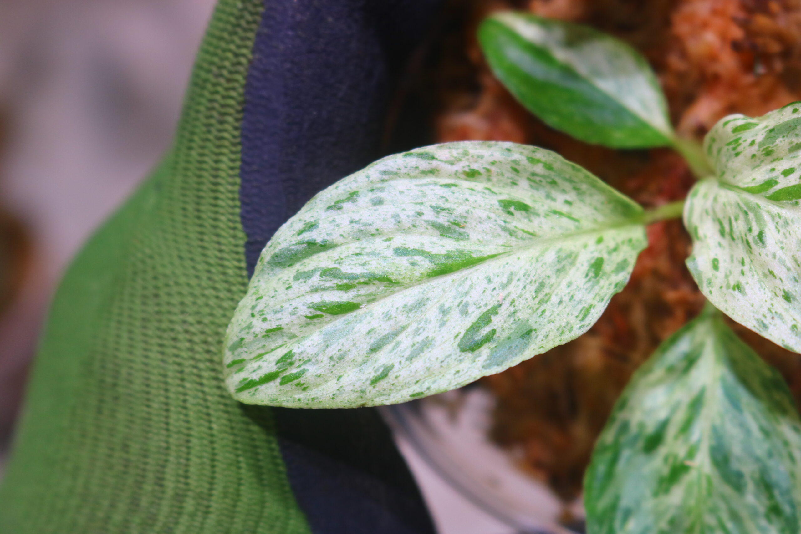 TGK-r50827lh-/ホマロメナ斑入り/Homalomena sp. 'Mint Variegated