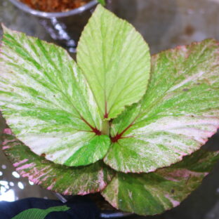 ベゴニア | 珍しい熱帯植物｜THE GREEN KONG