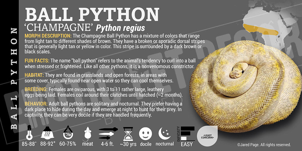 python-regius-ball-python-