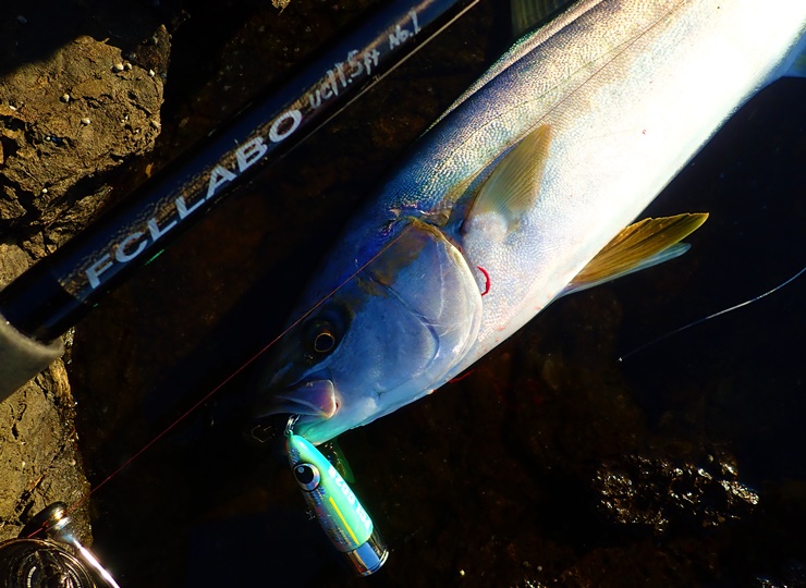 UC11.5ft 2S（ダブルエス）（スピニング） | FCLLABOネットショップ