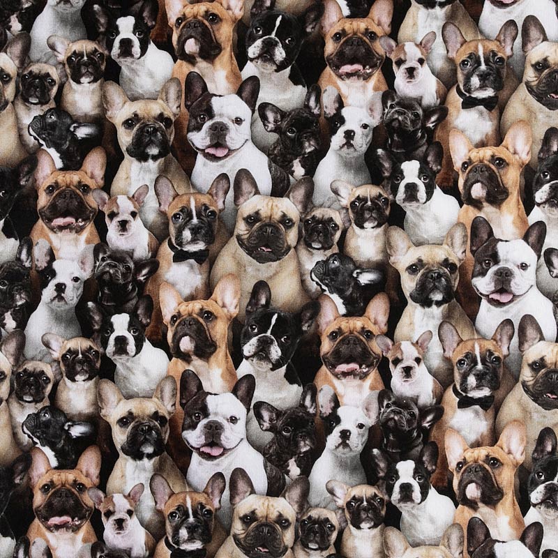 Fairy Cotton / フレンチブルドッグ