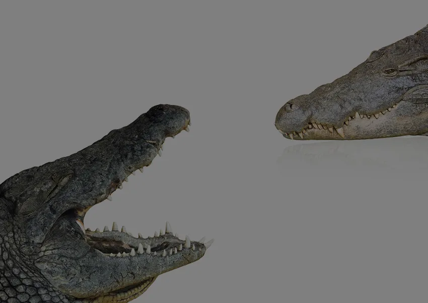 クロコダイルとラコステの違いとは？ロゴを巡る商標裁判の行方 | 商標