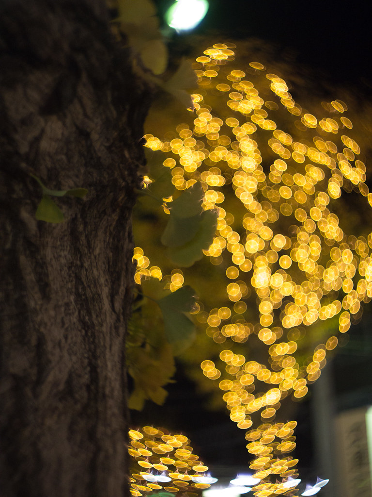 ZUNOW-ELMO Cine 13mm F1.1で猫を撮る - マクロ☆スタイル