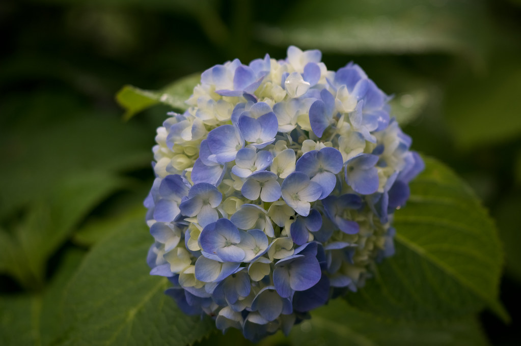 オールドレンズ：CARL ZEISS JENA DDR TESSAR 50mm F2.8 M42