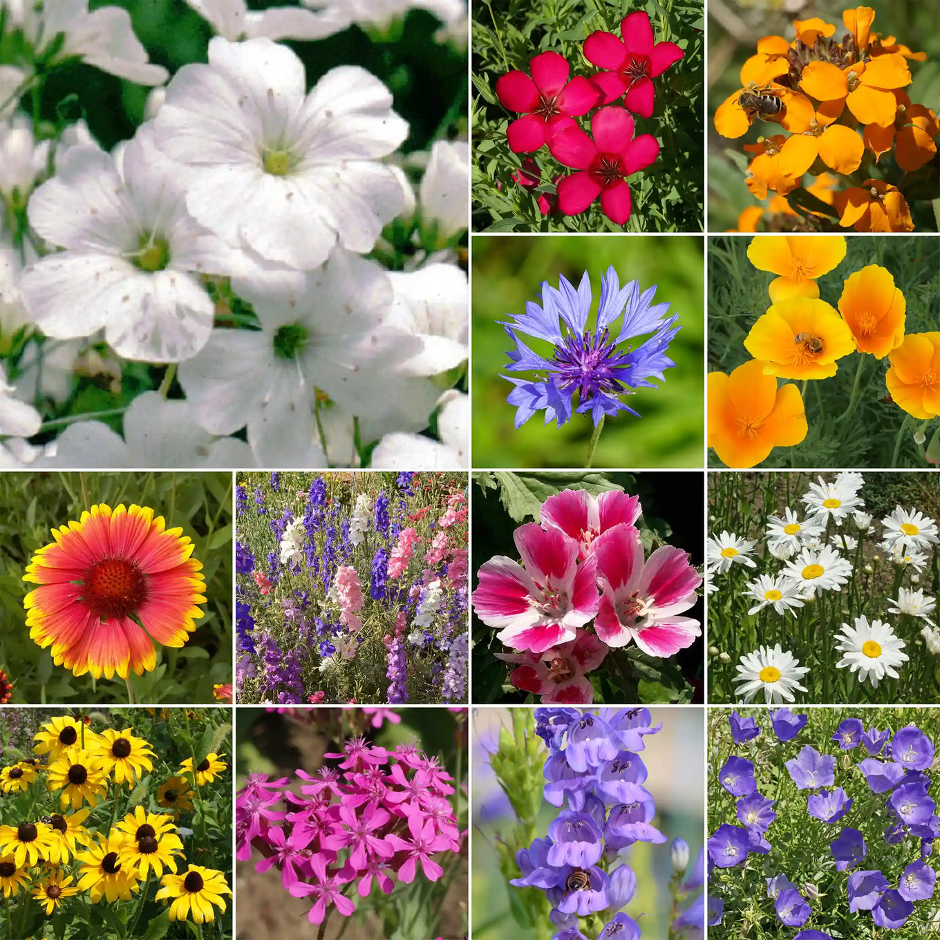 Rocky Mountain Wildflower Mix Seeds | Montana Wildflowers in Bulk