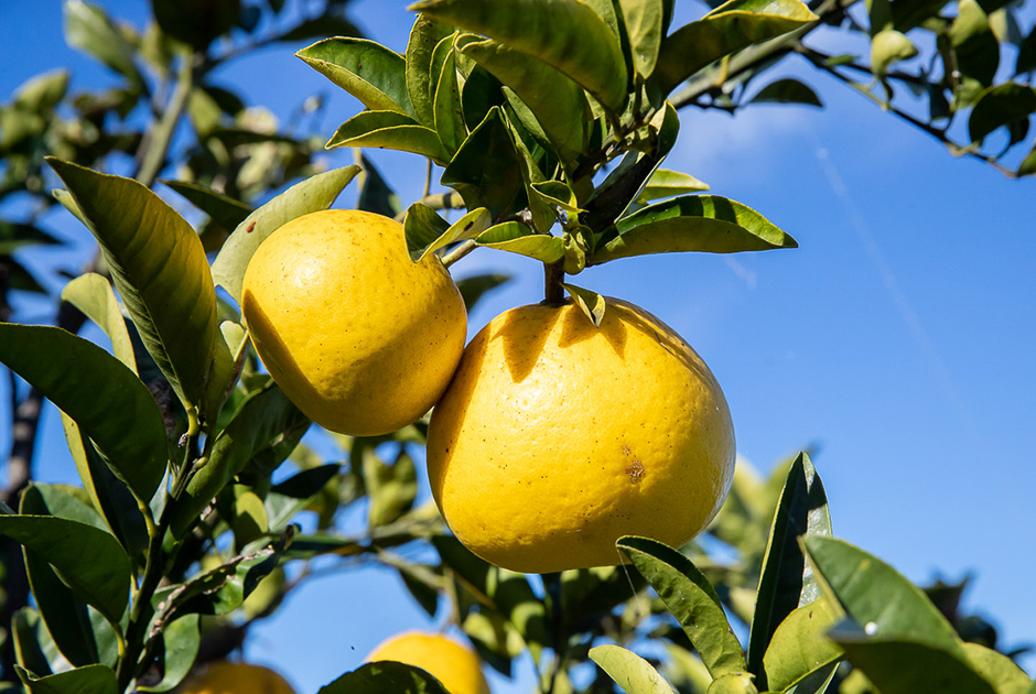 河内晩柑 | 果物 | 福岡正信自然農園 official site