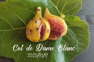 Mei Li Ya Fig (メイリーヤー イチジク)の特徴・味・耐寒性・栽培