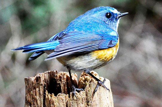 幸せを運ぶ青い鳥、ルリビタキ | 宮崎学フォトエッセイ・森の動物日記