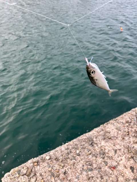 田ノ浦漁港 サビキに掛かった魚に青物が食らいつく！？ | フィッシング