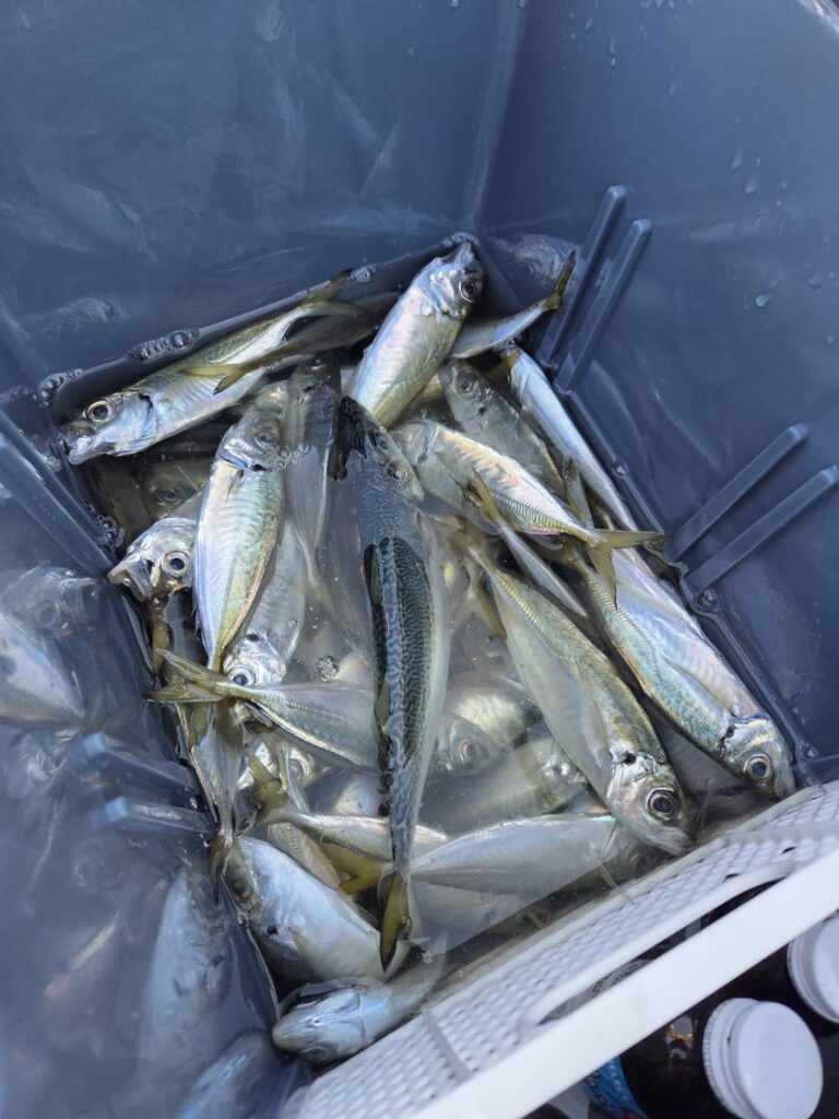 アジは朝夕が良い感じ！貝塚人工島リアル | フィッシングマックス 関西