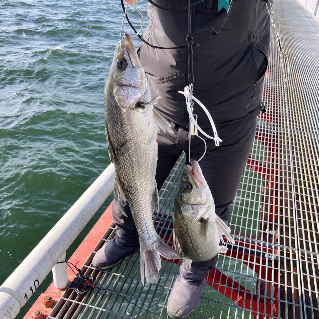 エビ撒き好調！内向きで良型ハネ♪ 尼崎魚つり公園 | フィッシング