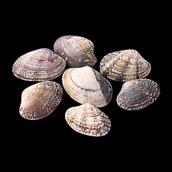 大冷 ボイル殻付あさり（自然解凍） L 冷凍 500g | フーヅフリッジ UCC