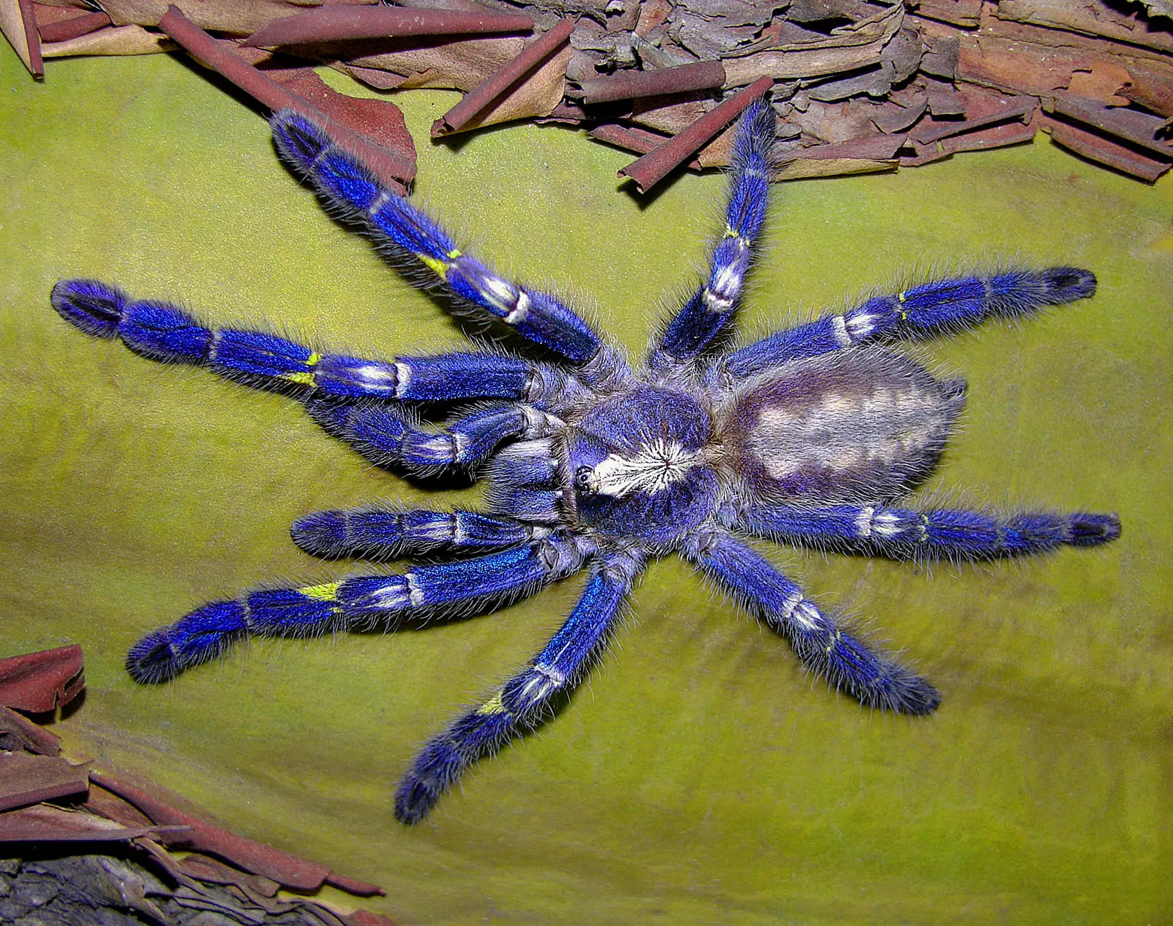 The Endangered Peacock Tarantula - Focused Conservation