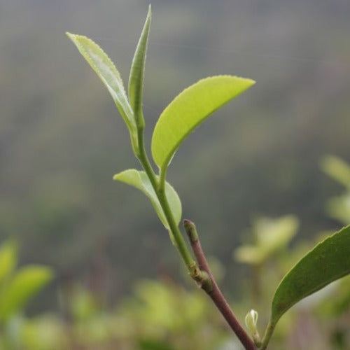 ファーストフラッシュダージリン2025