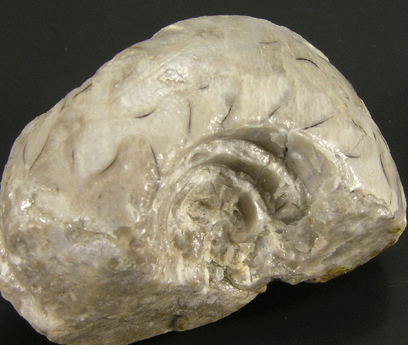 糸魚川の大地の歴史と化石 - フォッサマグナミュージアム Fossa Magna