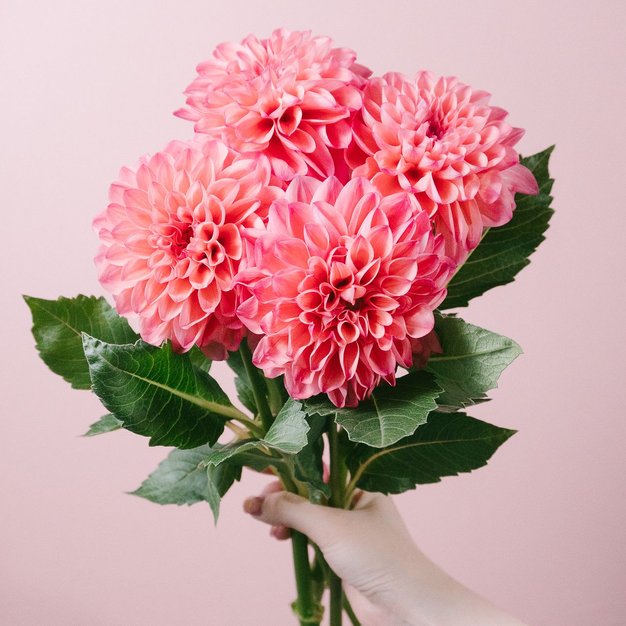 秋田県のダリア「ナマハゲラブ」