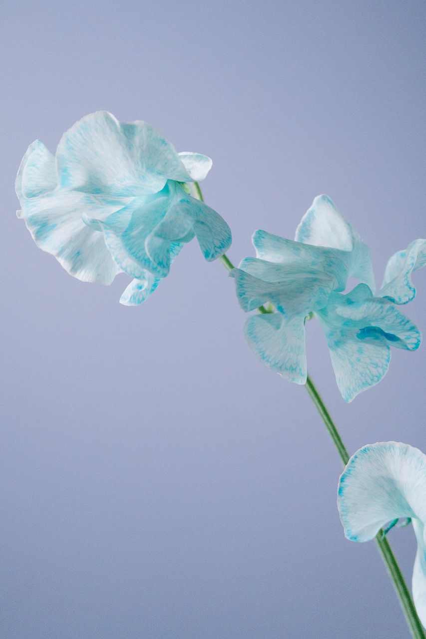 large_62e2074d-bb03-427b-9f0b-