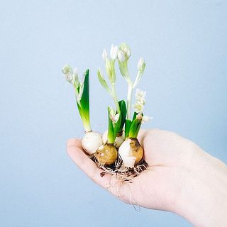 おまかせ春の彩り球根セット