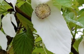 布花の染料は何を揃えたらいい？ 基本の10色 | フラワーアンジェリク