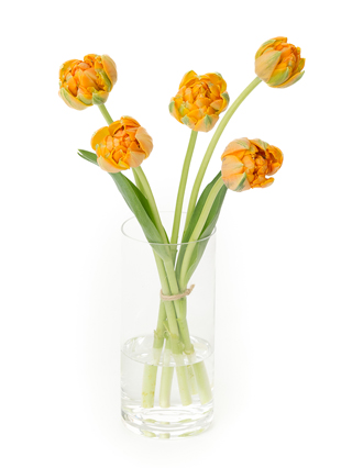 生花】チューリップ(八重咲き) オレンジプリンセス【50cm/富山県