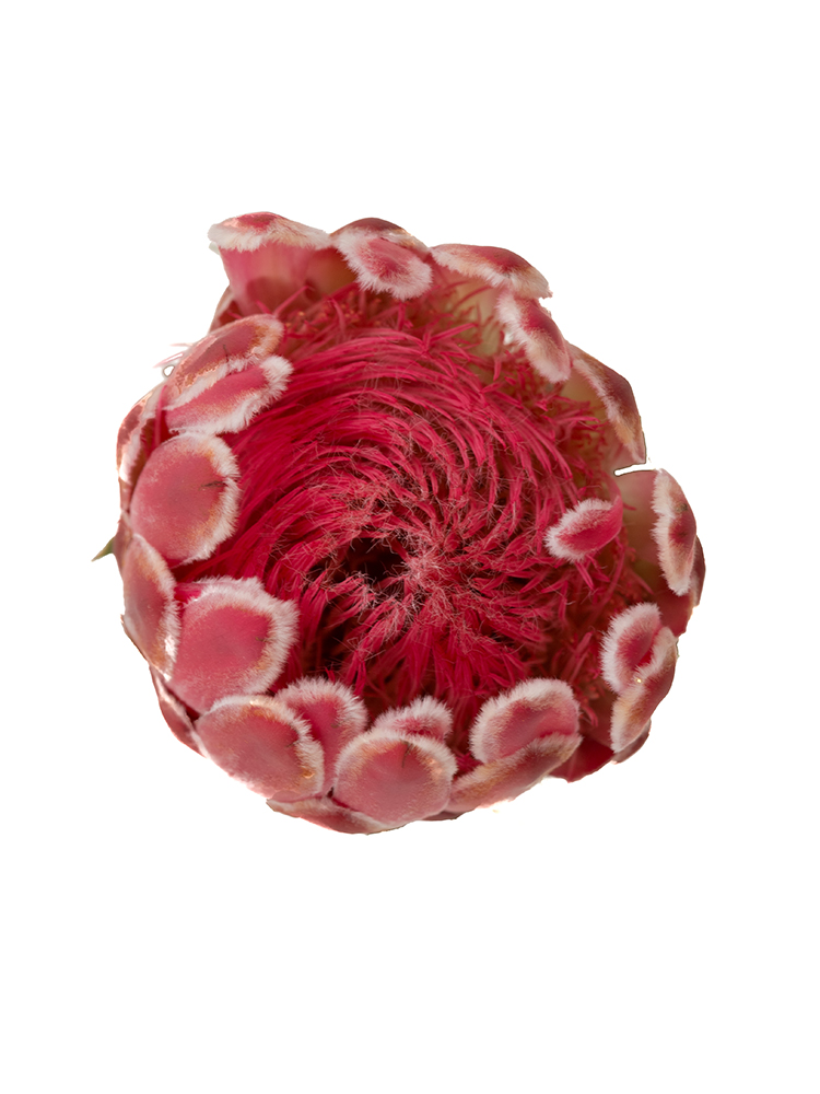 生花】プロテア ビーナス【赤/50cm/南アフリカ】｜Flower Smith Market